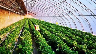 新技术让木材也能酿酒_kycom(图1)