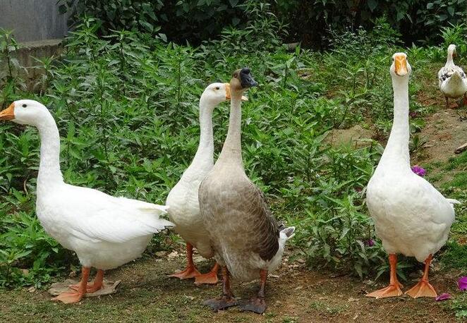 胶合板市场走货惨淡：ky com(图2)