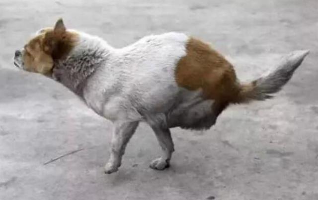 “ky.com”江西遂川县成功查获3起木材走私案(图2)