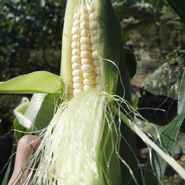 ‘ky com’北京：永定河沿岸打造国家公园(图3)