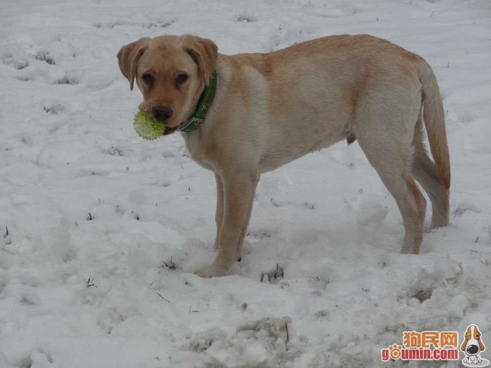 【ky com】加蓬木材加工厂数量已达129家(图3)