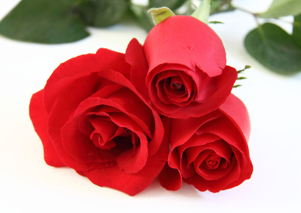 加拿大木建筑达到新高度：ky.com(图1)